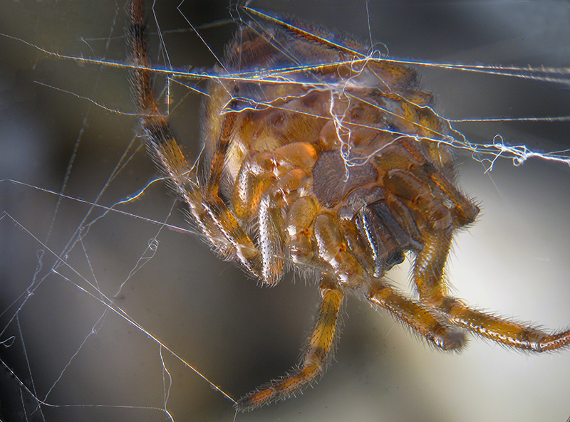 Steatoda bipunctata - Sumirago (VA)